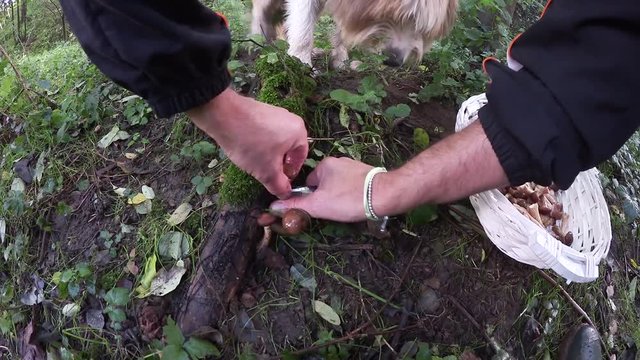 Raccolta funghi chiodini nel bosco