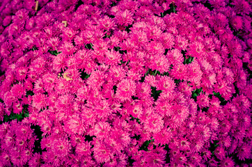 Fototapeta premium pink chrysanthemum flower background