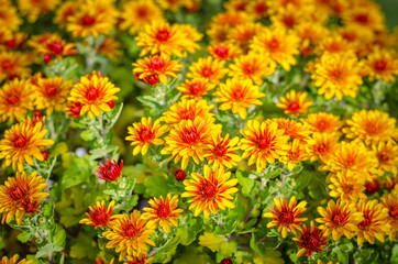 colorful chrysanthemum flower