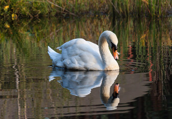swan swims along the lake in the wild