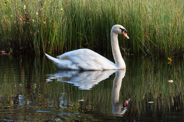 swan swims along the lake in the wild