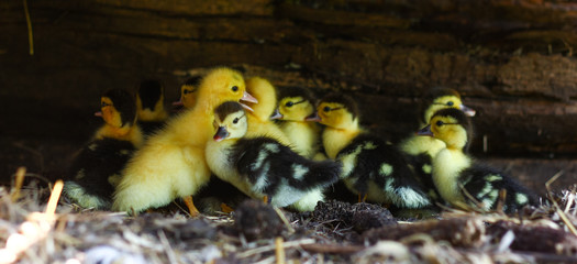 Little yellow chicks in chicken farm.