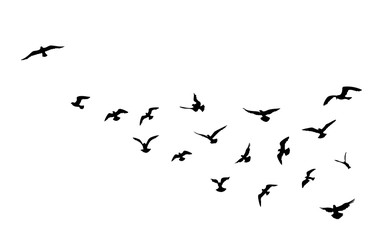 Obraz premium Stado ptaków latające na tle błękitnego nieba. Dzika przyroda.