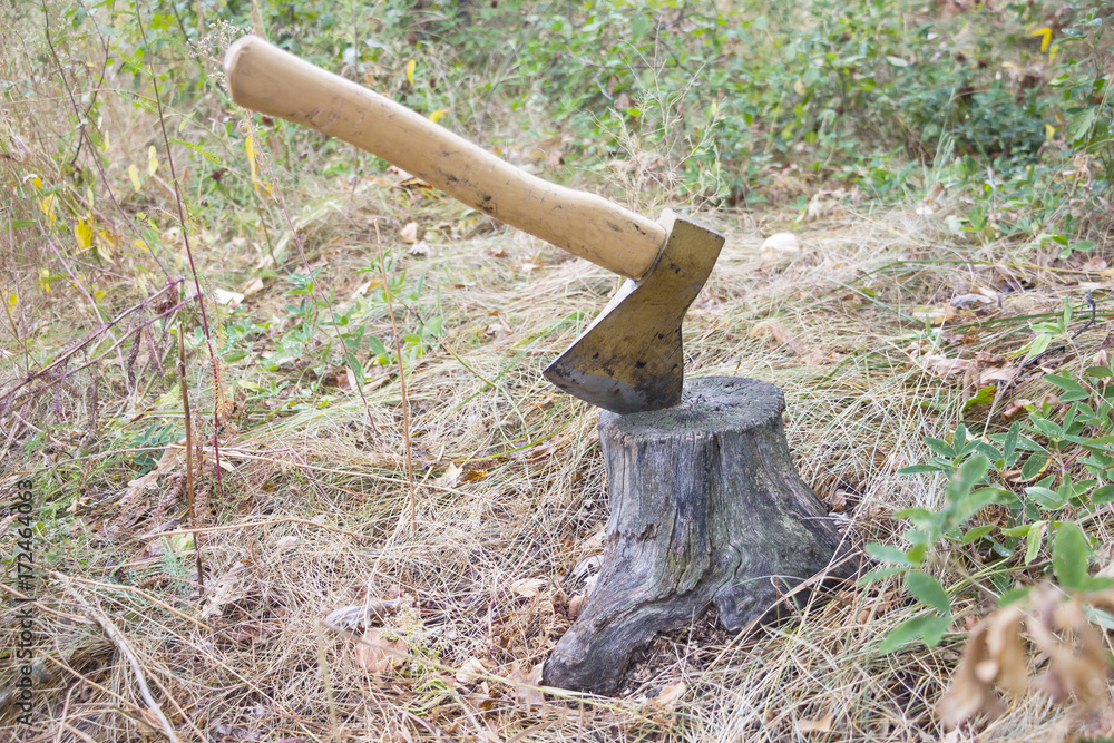 Wall mural Ax thrust into the stump in the woods