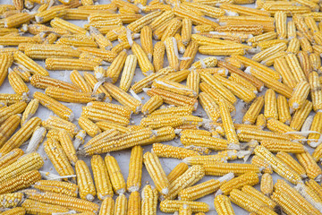 A pile of corn cob. Dried corn background. corn Top view 