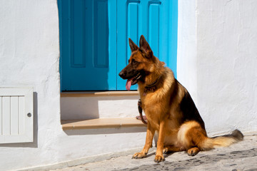 German Shepherd guards its white house with a bright blue door in a small Mediterranean village.
