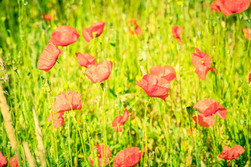 Red poppies in a summer meadow