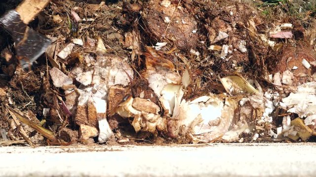 to cut with an ax. heals up the rhizome of a banana palm. 4k slow motion