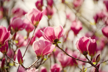 Obraz premium Blossoming of pink magnolia flowers in spring time, floral background
