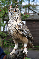 Owl Portrait