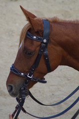 cavallo in primo piano