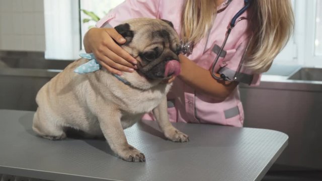 The young nurse is checking up the pug dog. She is properly examining its mouth, teeth, ears and eyes