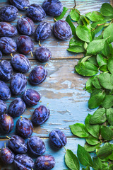 Plums overhead colorful group with green leaves on old blue rustic wooden table in studio
