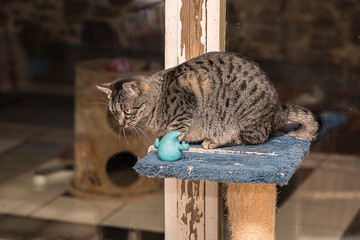 chat