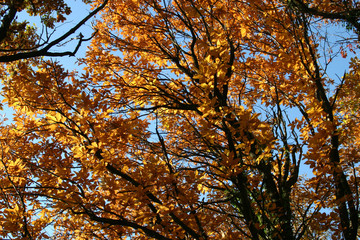 Faggi e castagni in autunno nel bosco