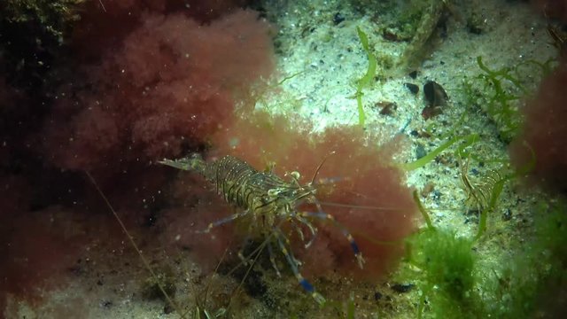 Prawn (Palaemon elegans) looking for food, medium shot. Black Sea. Ukraine.