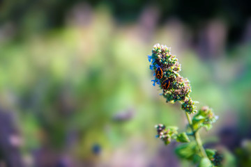 Bug Milkweed sitting on flower / weed