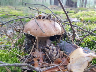 Detail shot of beautiful edible boletus edulis mushroom