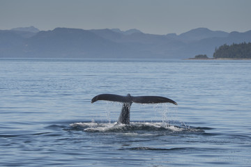 Fototapeta premium Humpback Whale Fluke VI