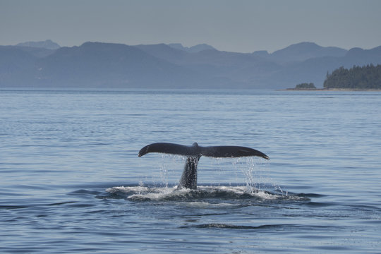 Humpback Whale Fluke VI