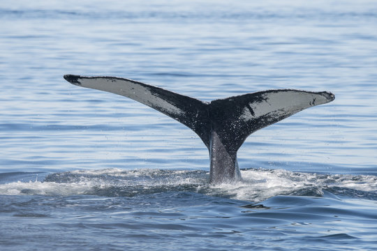 Humpback Whale Fluke II
