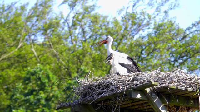 Storchen Nest mit jungen auf einem Dach