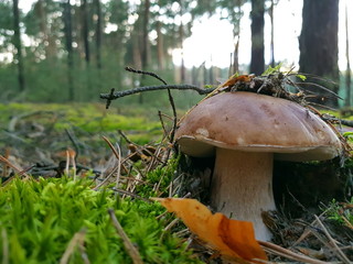 Detail shot of beautiful edible boletus edulis mushroom