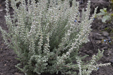 Erica Darleyensis - dark green heather Englische Heide winterhart