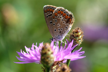 farfalla 