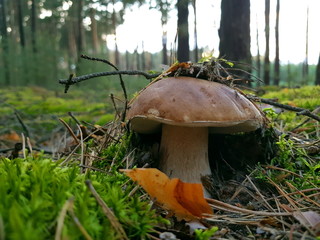 Detail shot of beautiful edible boletus edulis mushroom