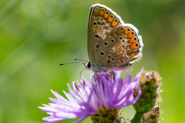 Fototapeta na wymiar farfalla 
