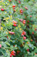 Rosehip