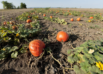 Pumpkin field at harvesting time