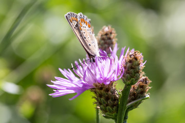 farfalla su fiore lilla 
