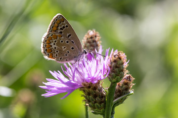 farfalla su fiore lilla 