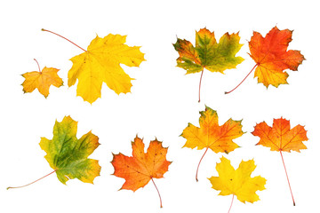 Naklejka na ściany i meble autumn background with colored leaves isolated on a white background