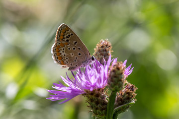 farfalla su fiore lilla 