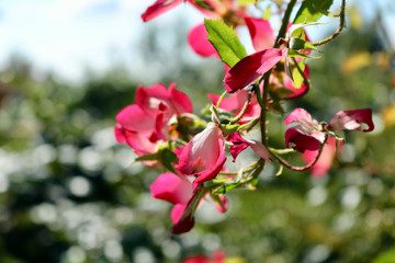 Obraz premium Rosa autunno