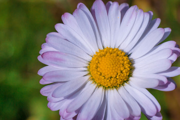 Obraz premium Pink daisy close up