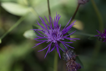 Macro fiore del prato