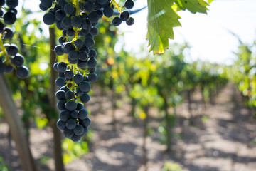 Fototapeta premium a grape plantation in september