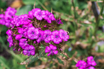 Violet flowers close up