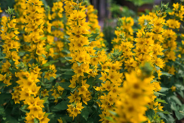 A lot of yellow flowers