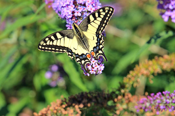 Fototapeta na wymiar beautiful butterfly on beautiful flowers