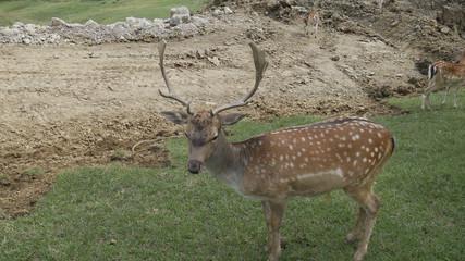 Sika deer European