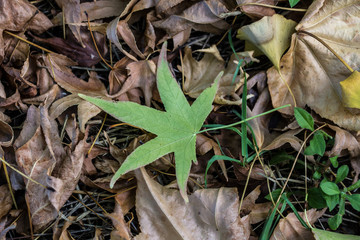 autunno