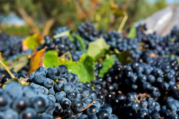 a grape plantation in september