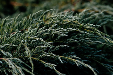 autumn plant in thr garden close up