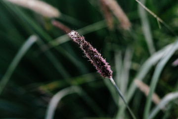 autumn plant in thr garden close up