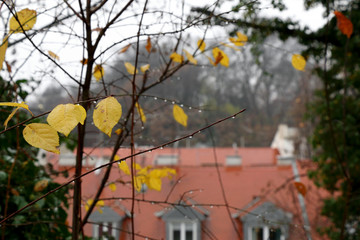Yellow autumn leaves and raindrops on a tree. Traditional architecture in the background. In Zagreb, Croatia. Selective focus. 
